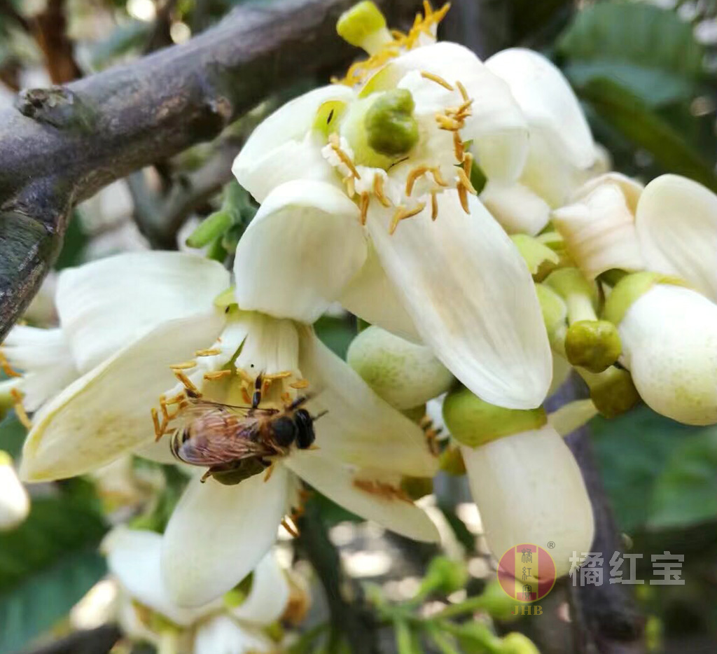 橘紅賞花節4.jpg