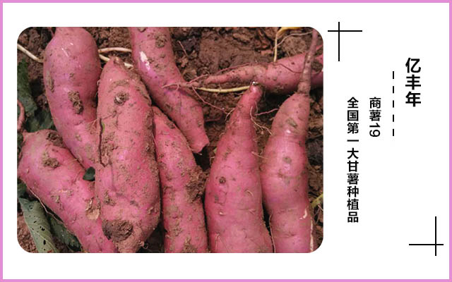 控旺至尊，薯行美觀，專門解決控旺難題.jpg