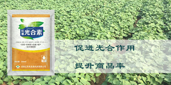 光合素促進光合作用，提升商品率.jpg