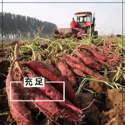 充足的底肥，給紅薯整個生長周期的養分.jpg