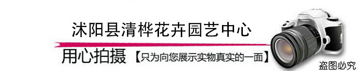 照相機