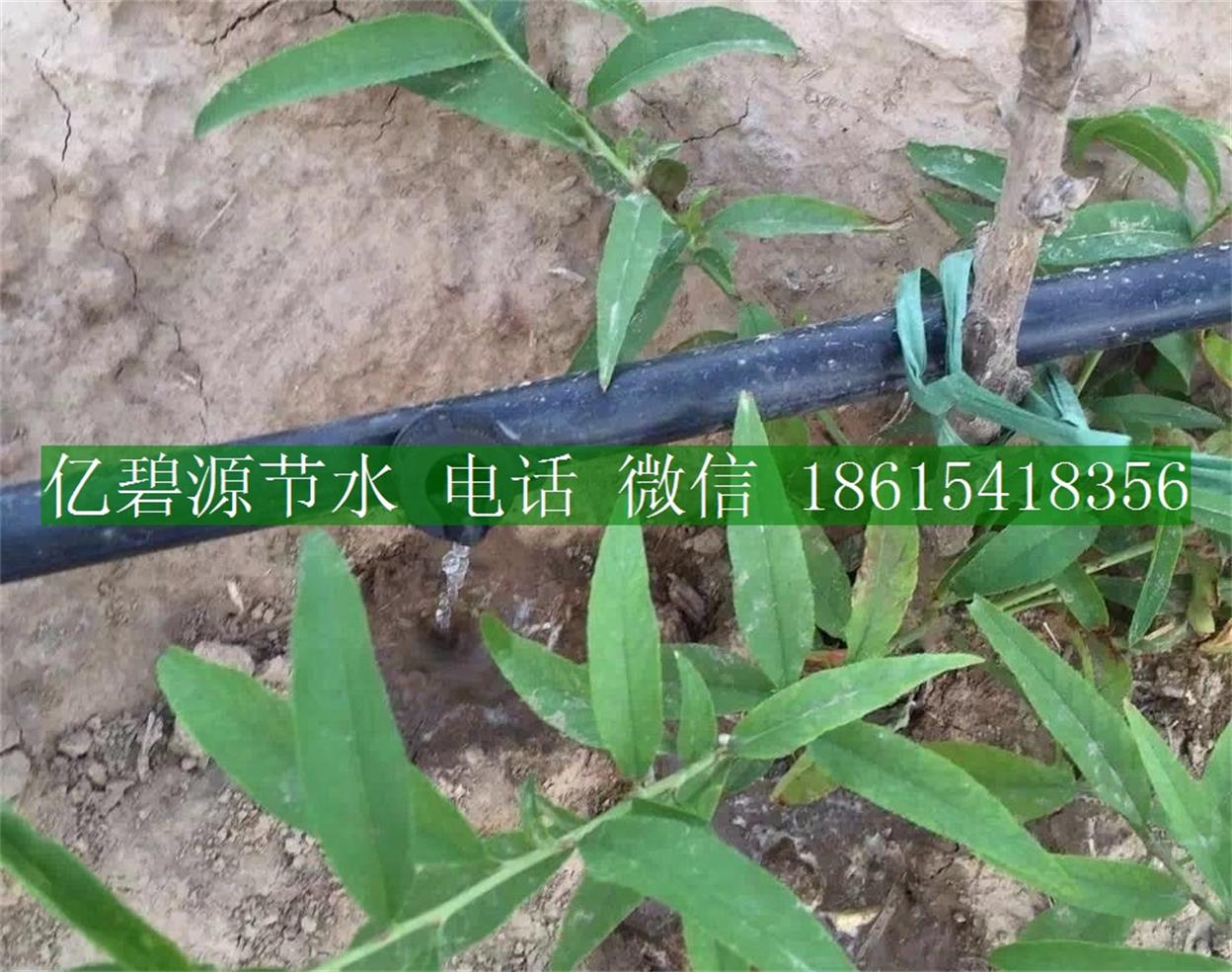 果樹滴灌19.jpg