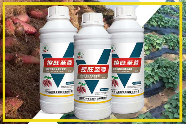 對于濟薯25.26這樣難控的品種，用控旺至尊控旺.jpg