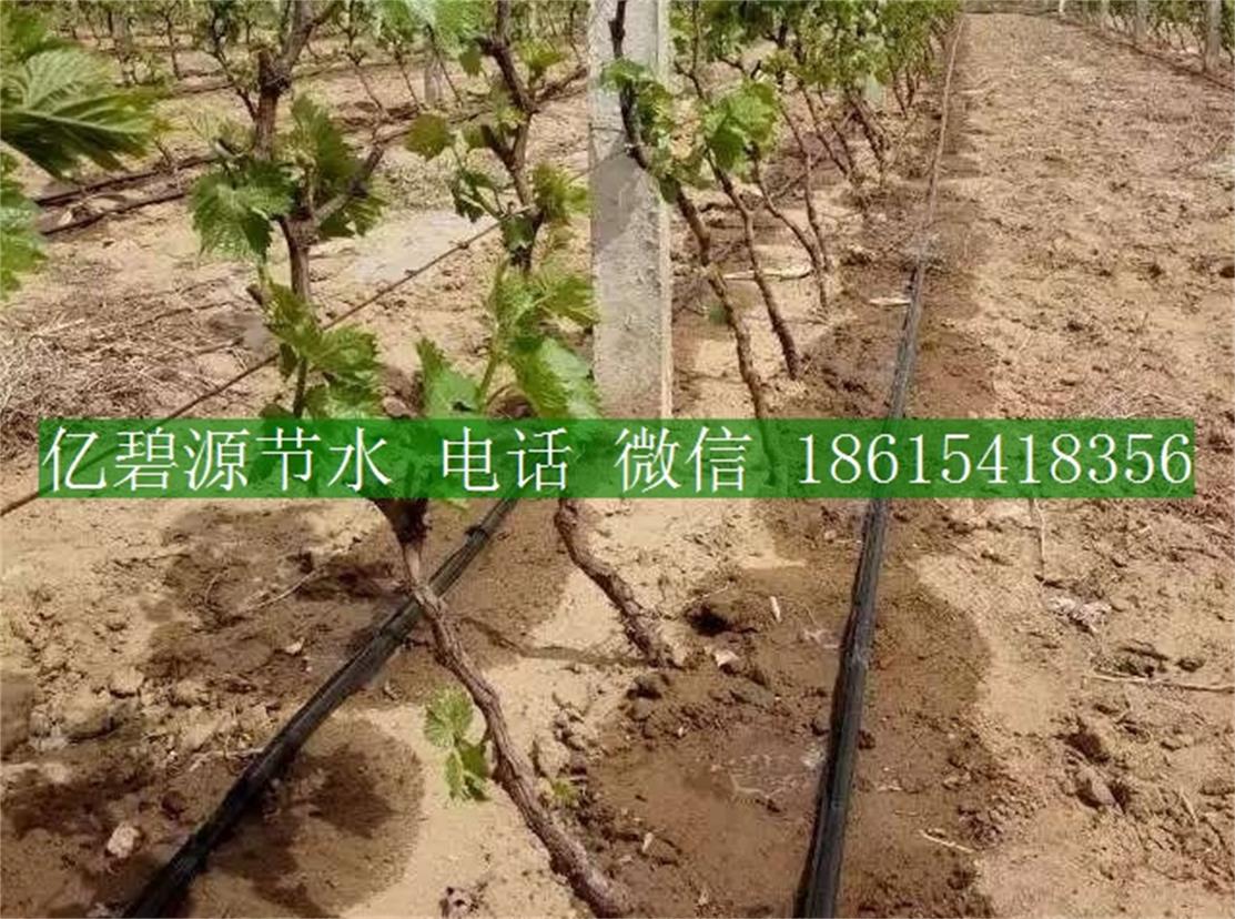 果樹滴灌8.jpg